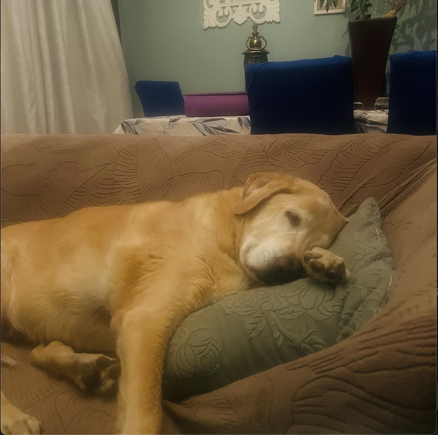 Benjamin asleep on the couch