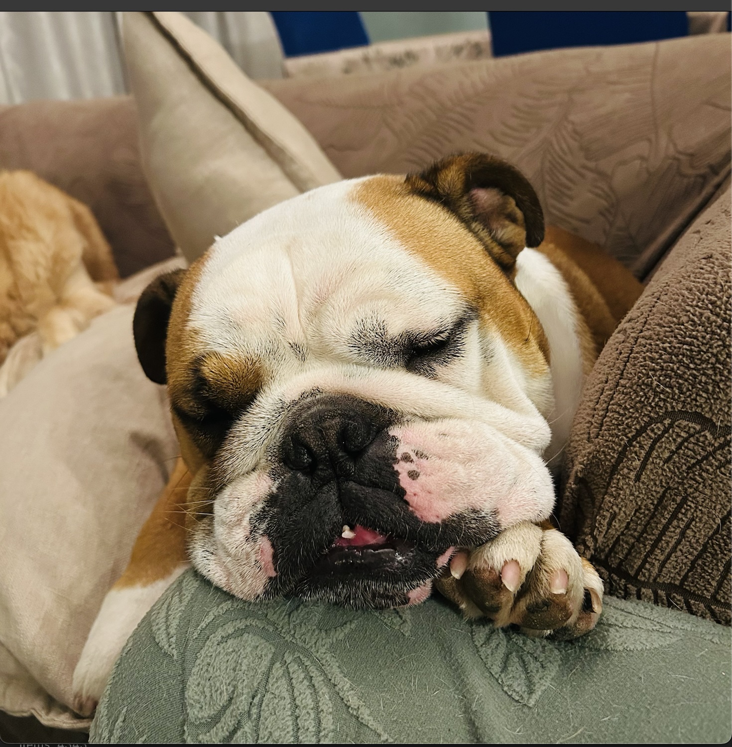 Churchill the English bulldog asleep on a cushion