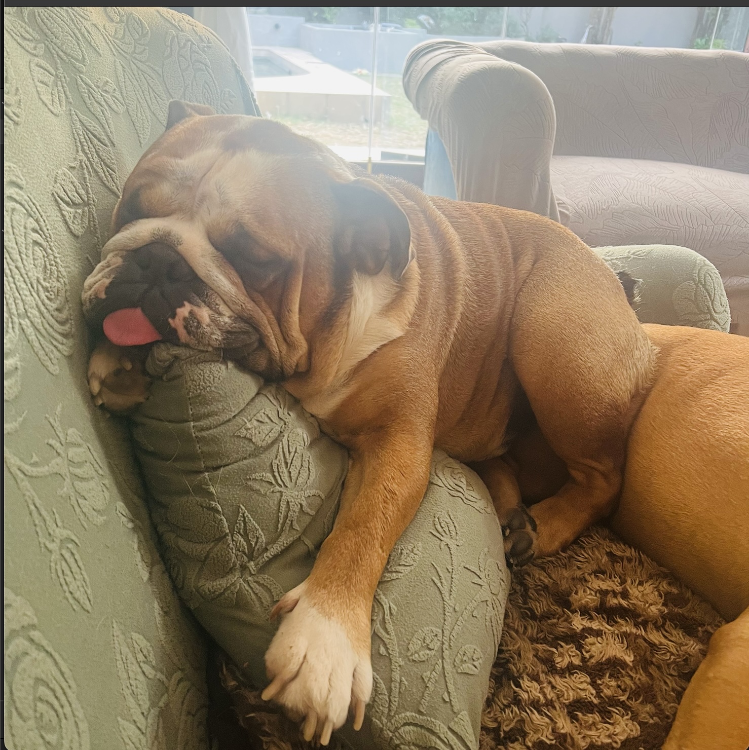 Stretford the bulldog sprawled across a green armchair, tongue out