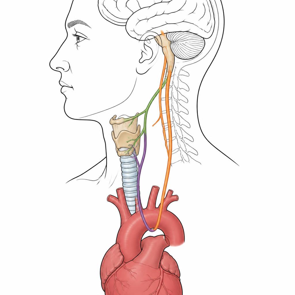 Anatomical diagram showing the vagus nerve, superior laryngeal nerve, left recurrent laryngeal nerve, larynx and aortic arch