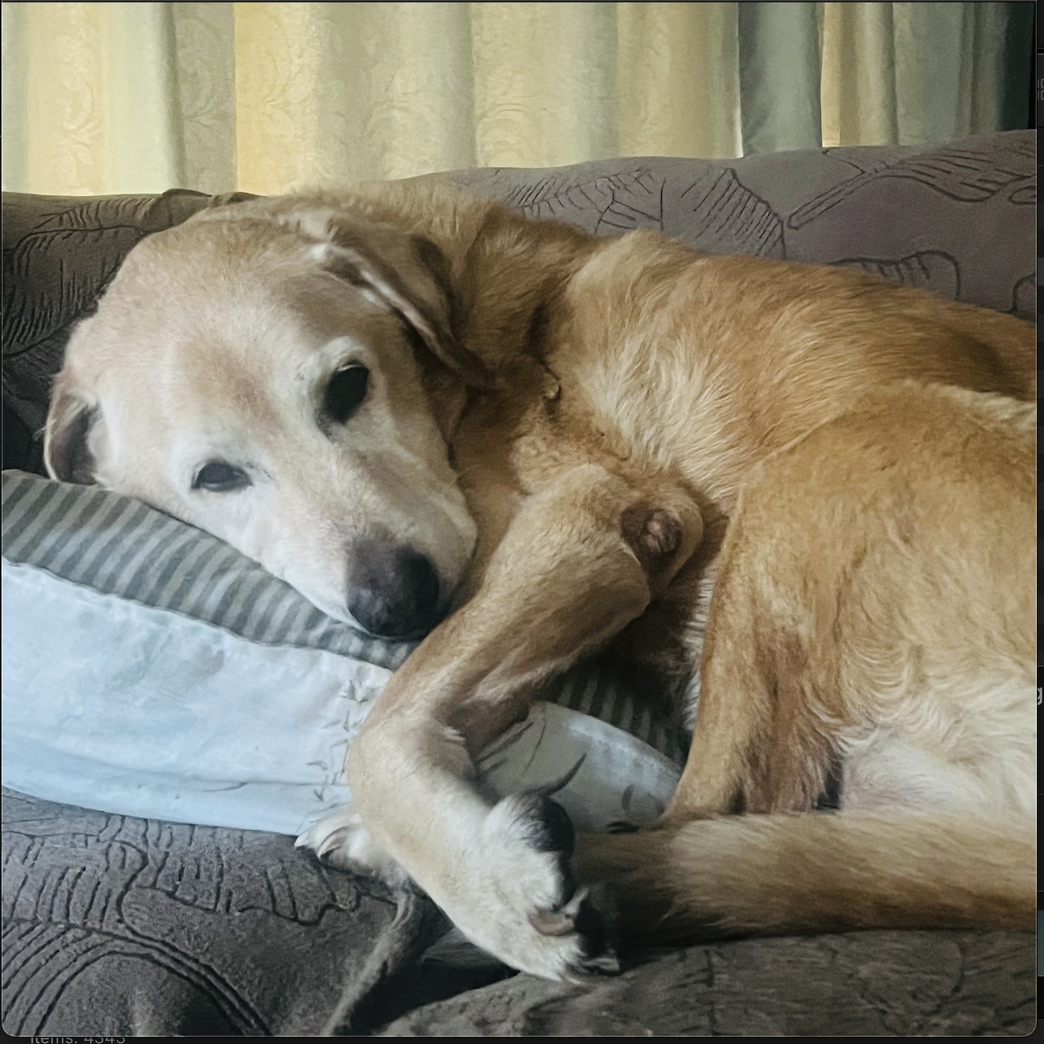 Benjamin the Labrador resting his head on a pillow