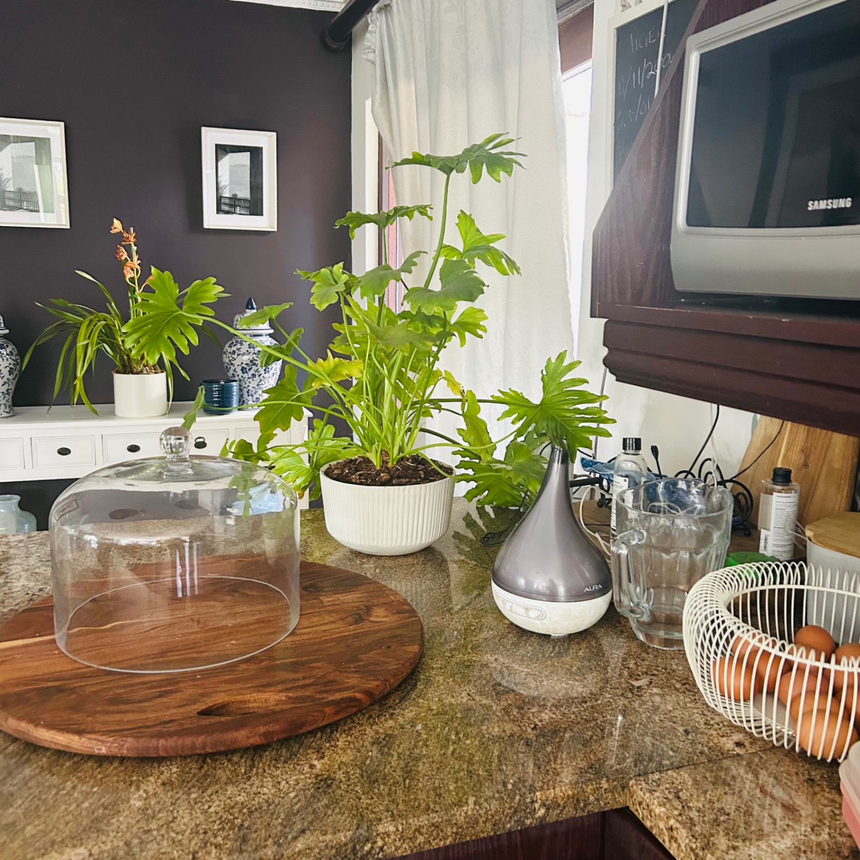 Kitchen counter with giant philodendron, cake dome, aroma diffuser and a basket of brown eggs