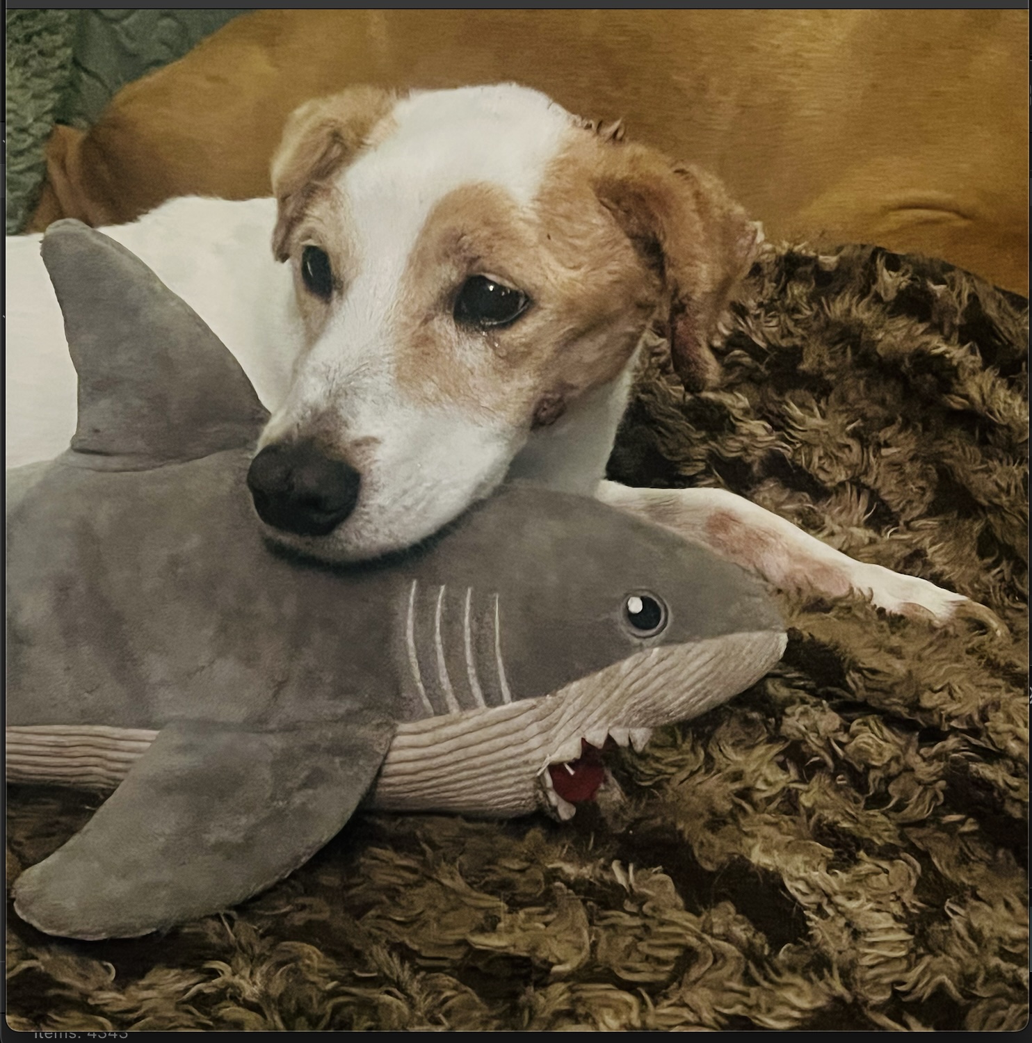 Sarah Jessica the Jack Russell with her plush shark