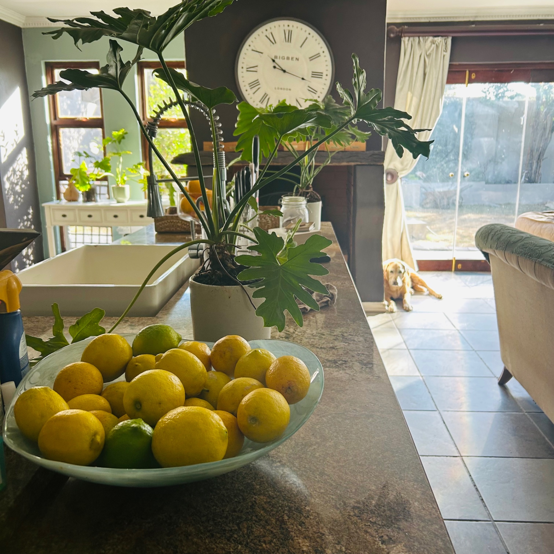 Large glass bowl of fresh lemons and limes on a granite counter with philodendron and Labrador in the background
