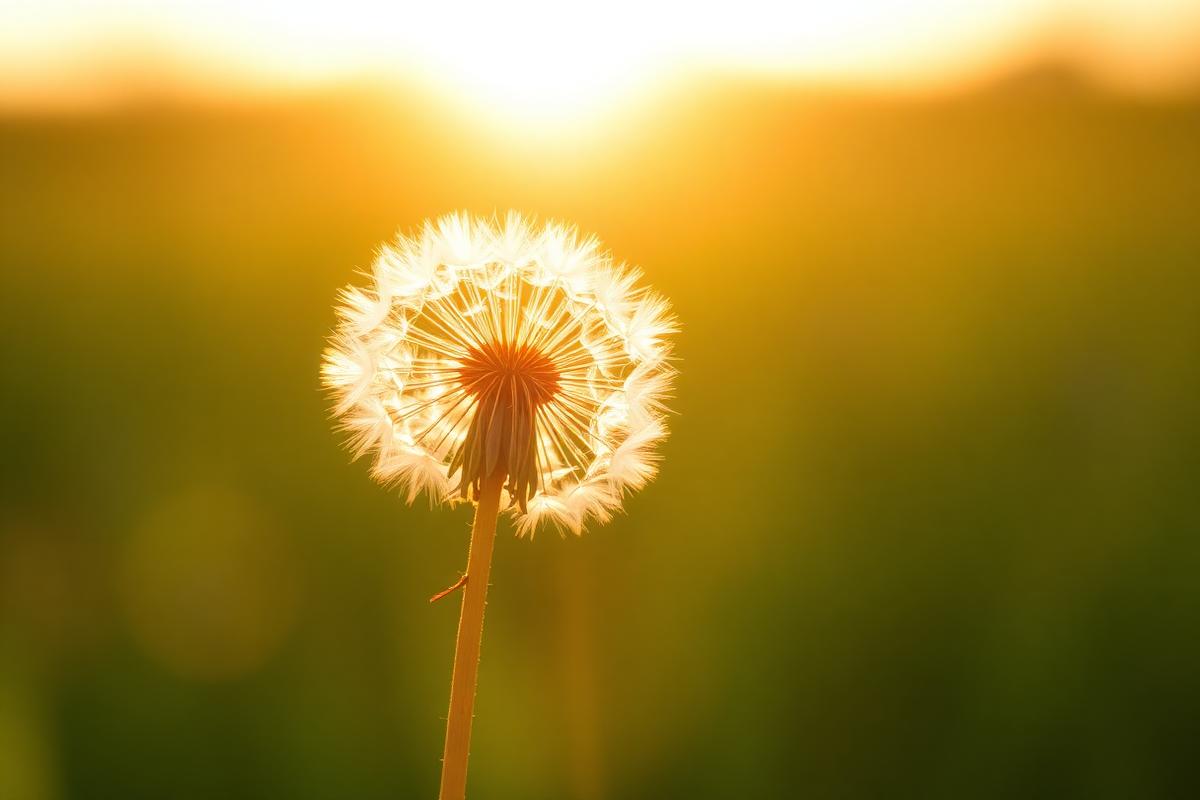 A dandelion seed head backlit by golden sun, seeds drifting away on the breeze
