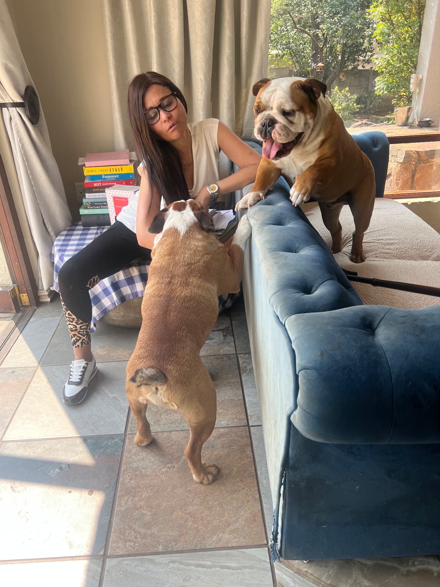Cass greeting her two English bulldogs beside a blue velvet couch