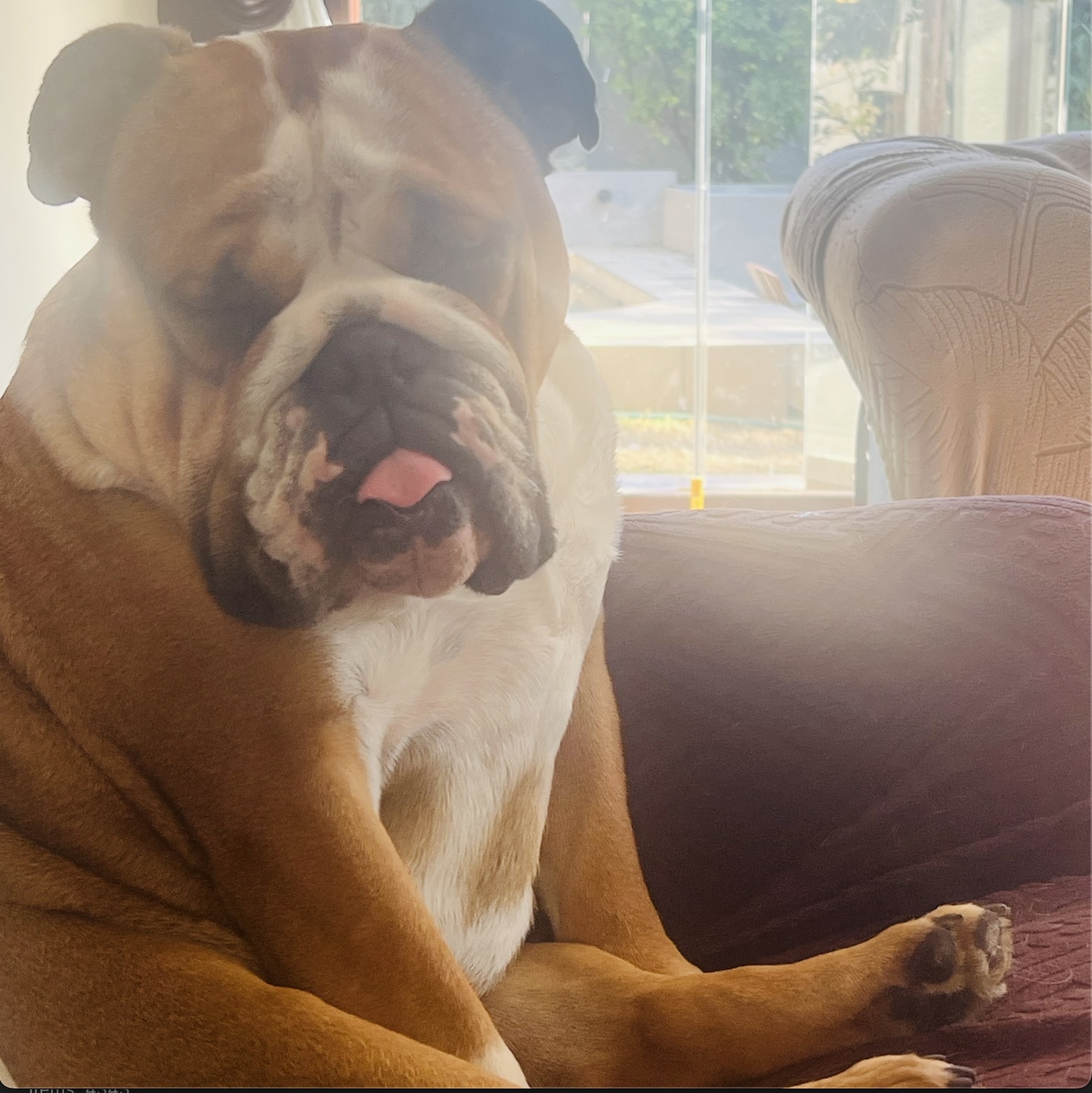 Churchill with tongue out