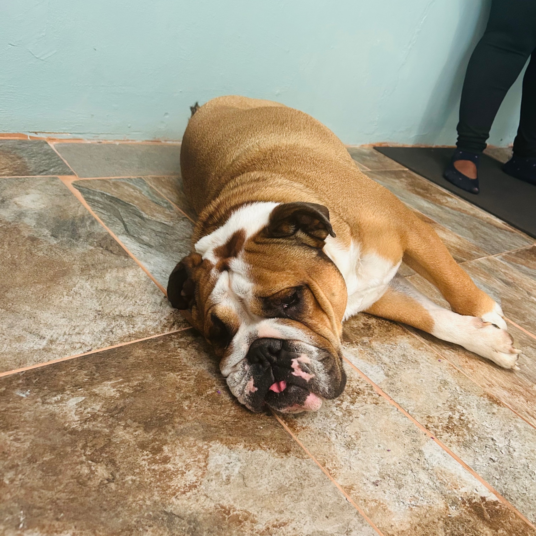 Stretford, a fawn-and-white English bulldog, lying flat on tiled floor.