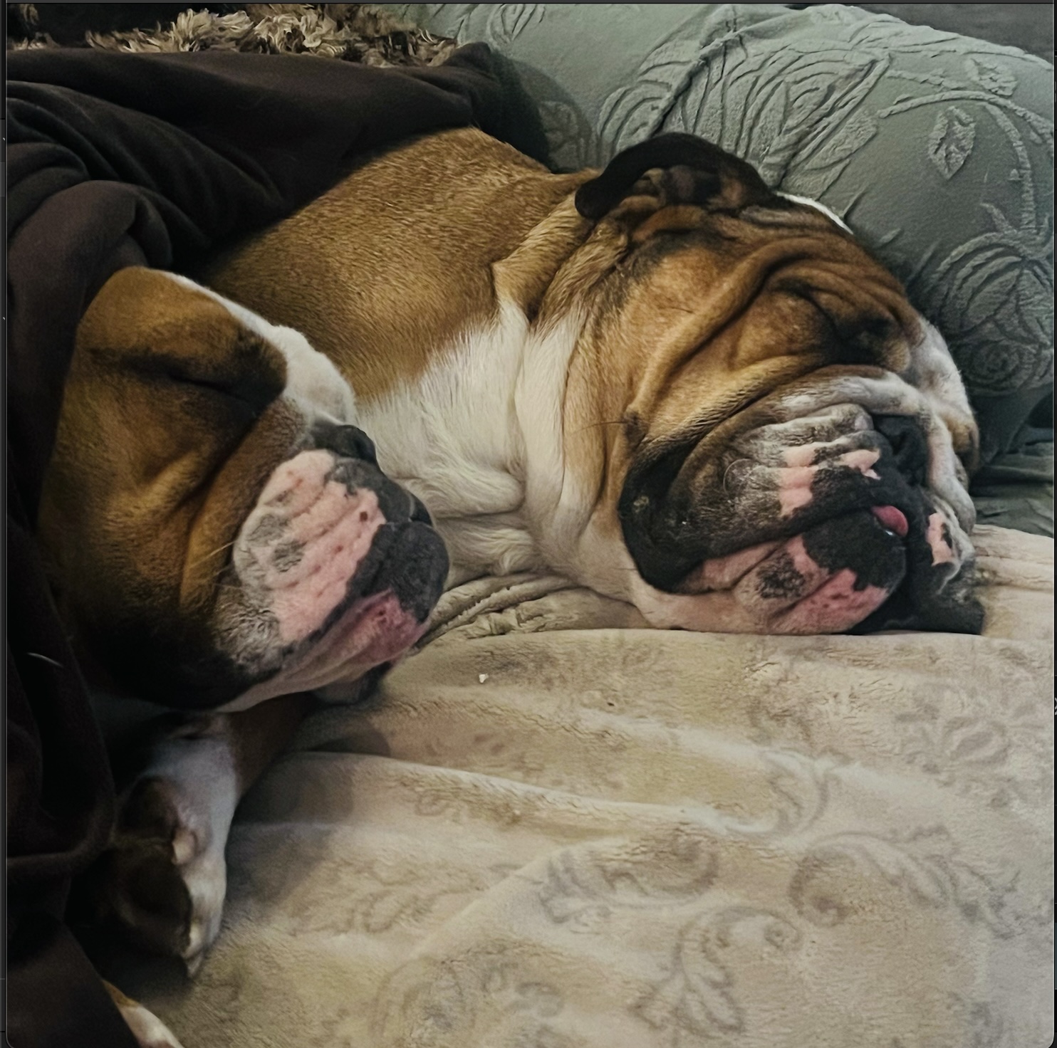 Churchill and Stretford napping together in winter